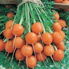 Parisian Carrot Vegetable Seeds for Planting - 100 pcs